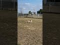ドッグランで飼い主を間違えるハナ