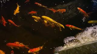 IMG 7806