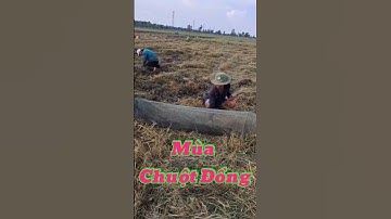 Vlog 879 : Bắt Chuột Đồng Mùa Lúa Chín #nghisuave #sanbat #chuộtđồng #mientay #vlog