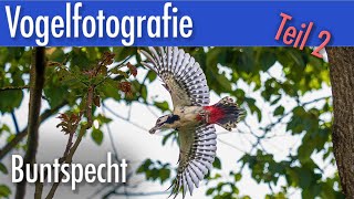 Vogelfotografie - Buntspecht Flugbilder Teil 2