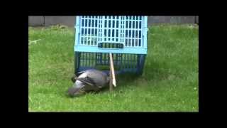 Pigeon trap in action HD