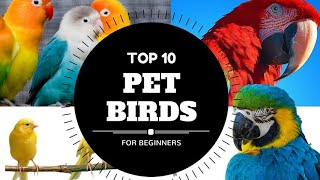 Top 10 Birds for beginners