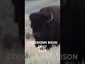 🦬🦬🦬🦬🦬🦬🦬🦬🦬 LIKE &amp; SUB #tough #bison #coogie #dubstep #whethan #work #remix