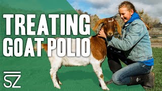 How to Identify & Treat Goat Polio