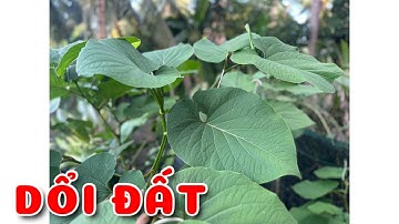 Cây Dổi đất | 0386569374 - Ngọc Ngân Bến Tre | Chuyên cây độc lạ