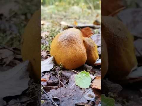 Как выглядит рядовка зеленушка лиственная #грибы