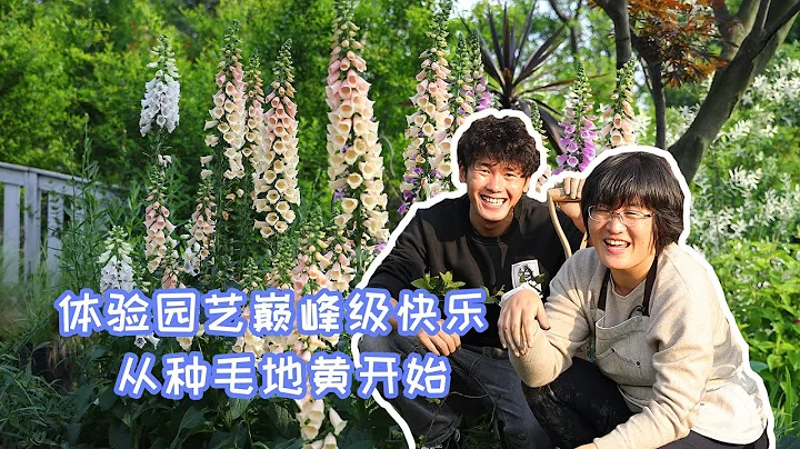 【海妈园艺课堂】体验园艺巅峰级快乐，从种毛地黄开始！ - 天天要闻