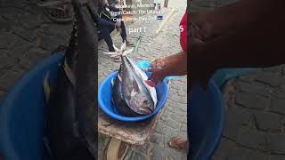 Monkeys, Markets & Fresh Catch: The Ultimate Cape Verde Day Out 🇨🇻 Part 1