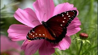 Cinematic Video Kupu kupu Exotic Alam Liar |  Background Music For Video | Footage Kupu Kupu Indah