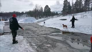 Apport Med Forstyrrelse