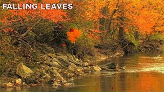 Amazing Video with Beautiful Piano Music to help you Calm and Relax. Theme: Falling Leaves ❤301