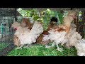 fancychickens#bargarh#animalplanetbargarhpetshop.