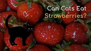 Can Cats Eat Strawberries | Is This Fruit Good for Your Cat by Cats How 2,223 views 5 years ago 1 minute, 53 seconds