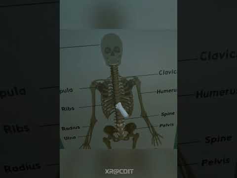 VR Anatomy