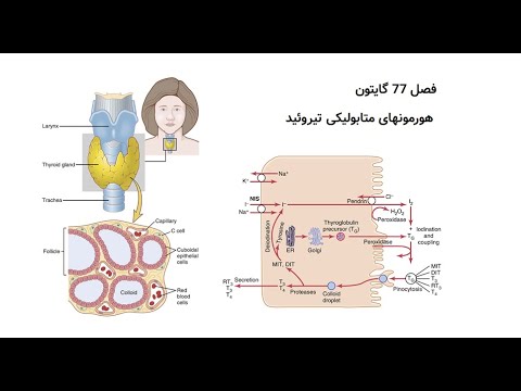 تصویری: هورمون های تیروئید چیست؟