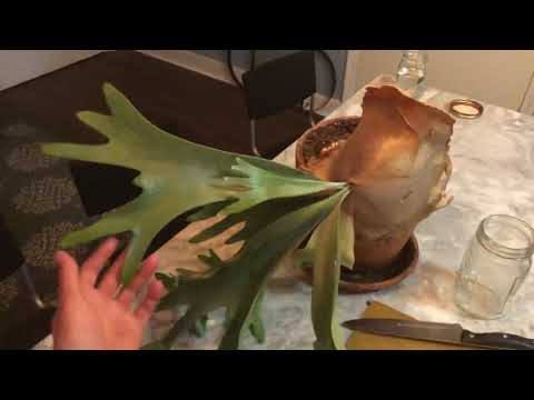 Video: Feeding Staghorn Ferns With Bananas - Kawm Txog Txiv tsawb Fertilizer Rau Staghorn Ferns