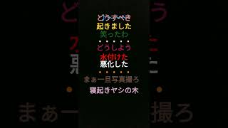 寝起きヤシの木歌詞(ランダム色)寝起きヤシの木 　歌詞