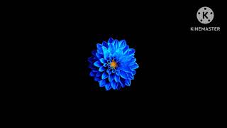 Bloom Gently bloomgentlyoriginalsonglovesongdreamyvibessoothingromanticsongslowlove