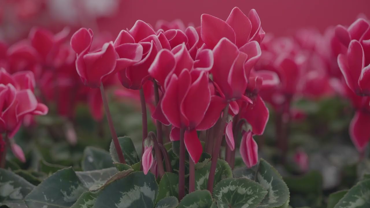 Cyclamen Novelties 2023-24 -  HALIOS Red SATISFACTION®