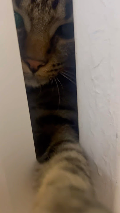 Hiiii😸 #shorts #cats #pet #funny