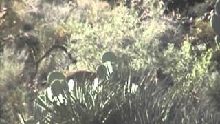 Cougar Climbing a Rock Slide On A Mountain Lion Hunt