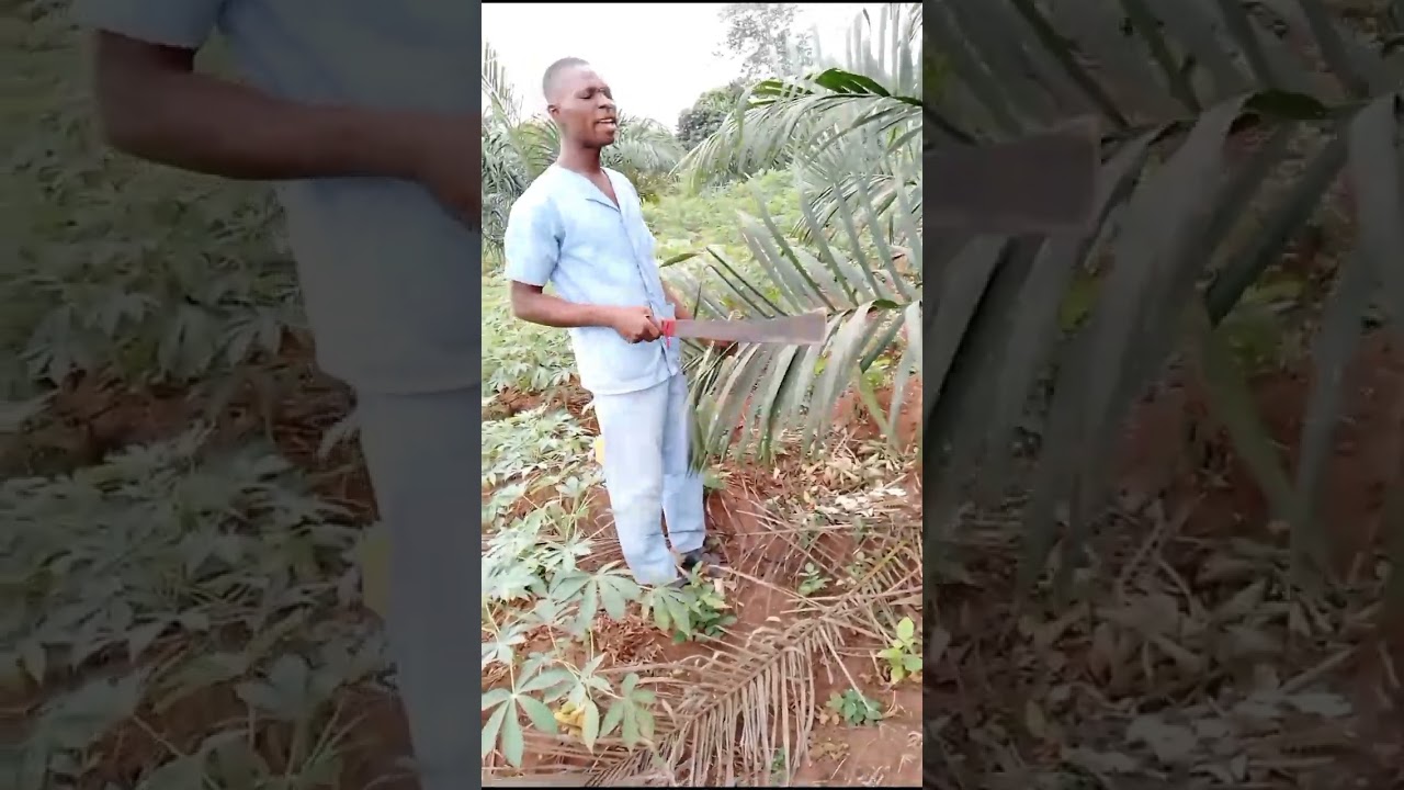 comment la production de palmiers sélectionné est rentable écouter jusqu'à la fin