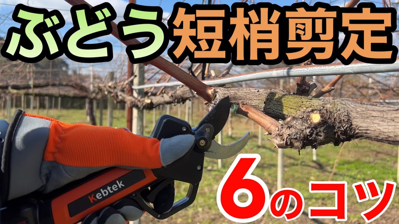 ぶどうの短梢剪定〜必ず注意したい6つのポイント〜2022-12-20