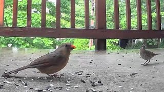 Girls’ Lunch Out! 🤎 Female Cardinal & Female Finch! ✨