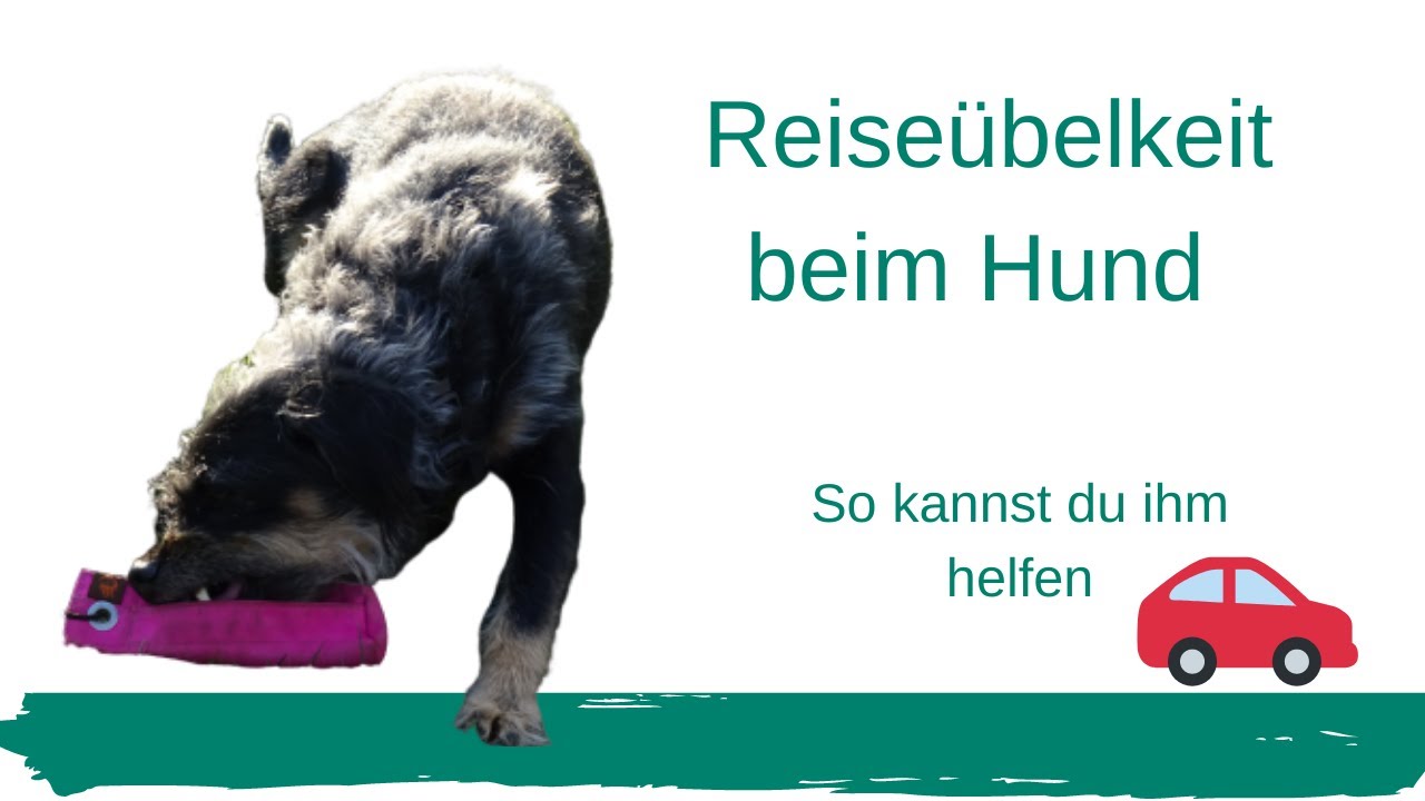 Reiseübelkeit beim Hund - YouTube