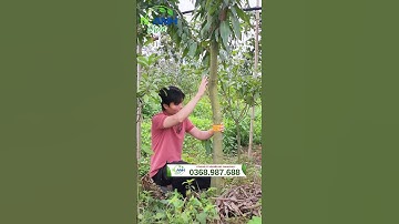 Tuyệt Chiêu Kích Thích Cây Xoài Ra Hoa, Đậu Quả Thành Công