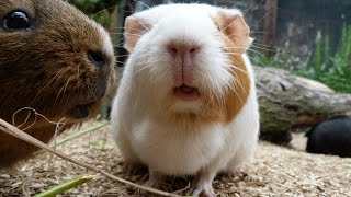 Daily Guinea Pig Routine