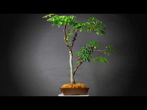 360º Display: Twin Trunk Horseflesh Mahogany 360º Display: Twin Trunk Horseflesh Mahogany