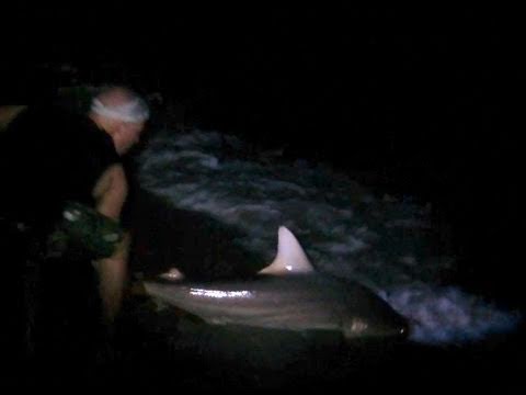 Night shark fishing Clearance