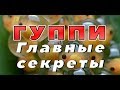 ГУППИ. Главные секреты