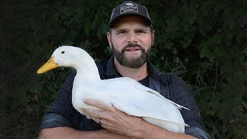 Raising Peking Ducks for Meat - Chick to Butcher - The Entire Process Start to Finish - Shawn Woods