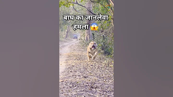 Tiger suddenly attacked 🐅 #trending #shorts #new #latest