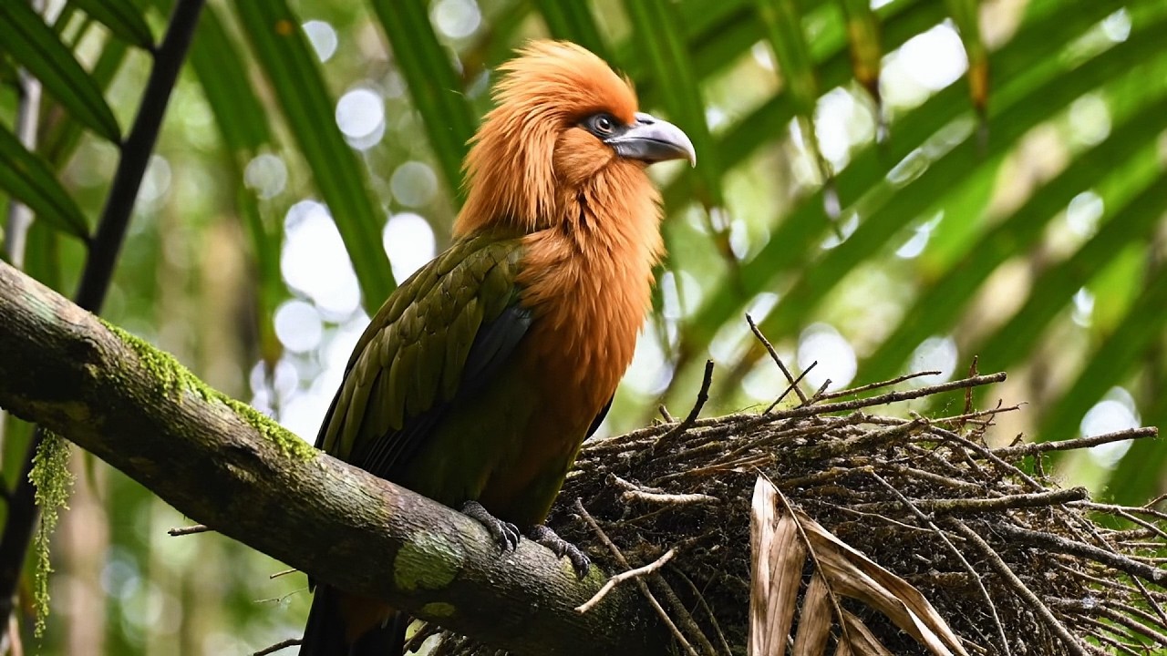 Top 100 Strangest Birds on Earth You Won’t Believe Are Real!