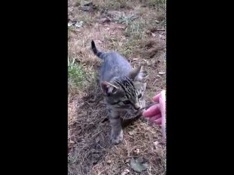 Video: Complete Gids Voor Het Voeren Van Kittens