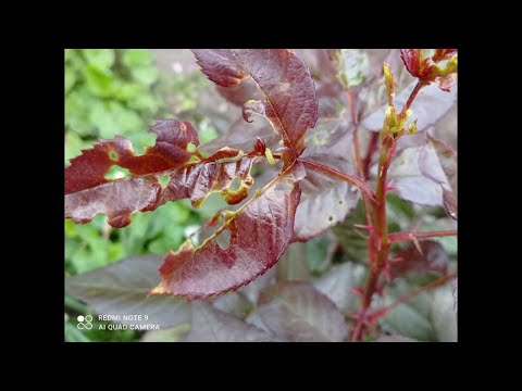 Видео: Борьба с листовертками: как избавиться от листоверток на розах
