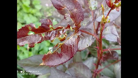 КАК ИЗБАВИТЬСЯ  ОТ ГУСЕНИЦ НА РОЗАХ?