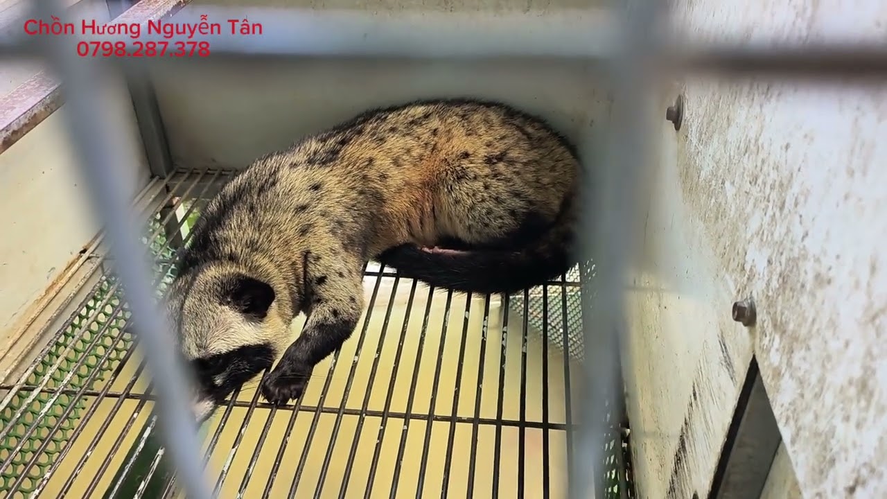 Bổ sung thêm Vitamin khoáng chất cho chồn hương chuẩn bị bước vào mùa sinh sản mạnh trong năm