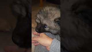 Time to bite. #dog #keeshond