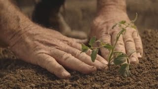 SPC's Ardmona #BuyHomeGrown Ad: 30 second version