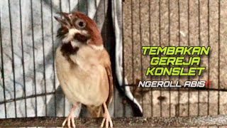 Gereja Konslet‼️Masteran Burung Gereja Tarung Ngeroll Abis Suara Jernih | @kicautembak