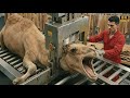 Inside the Camel Leather -Full Process How Million -Dollar Jackets & Bags Are Made