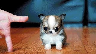 Cutest Dogs and Cat video compilation - Funny Cute Baby Videos Cutest Dogs and Cat video compilation - Funny Cute Baby Videos