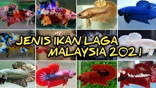 40 JENIS BETTA MALAYSIA