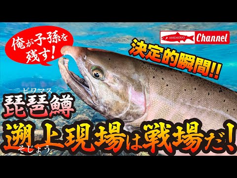 アメノウオチャンネル Youtube
