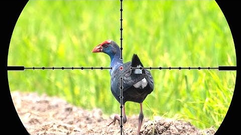 ⭕langsung disarangnya//berburu burung mandar biru