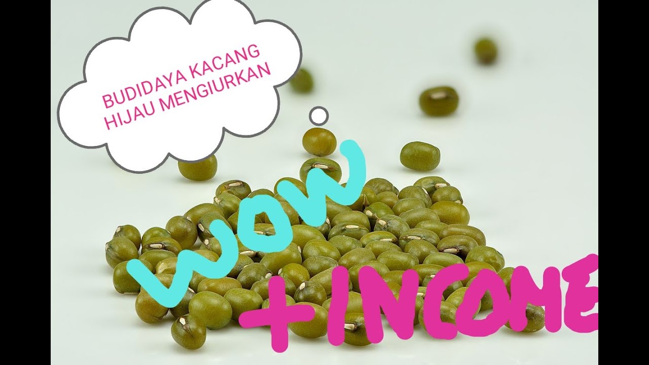 BUDIDAYA KACANG HIJAU MENGIURKAN 